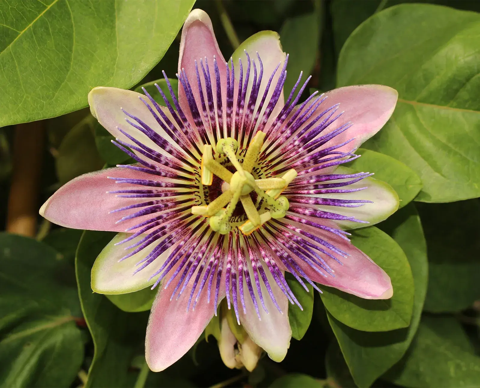 Passionflower Extract